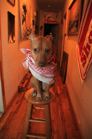 Illustration for article titled Shooting Challenge Pets Gallery 1
